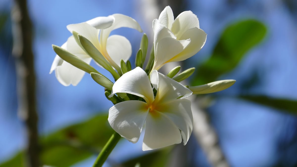 Easter Lily at Pixabay