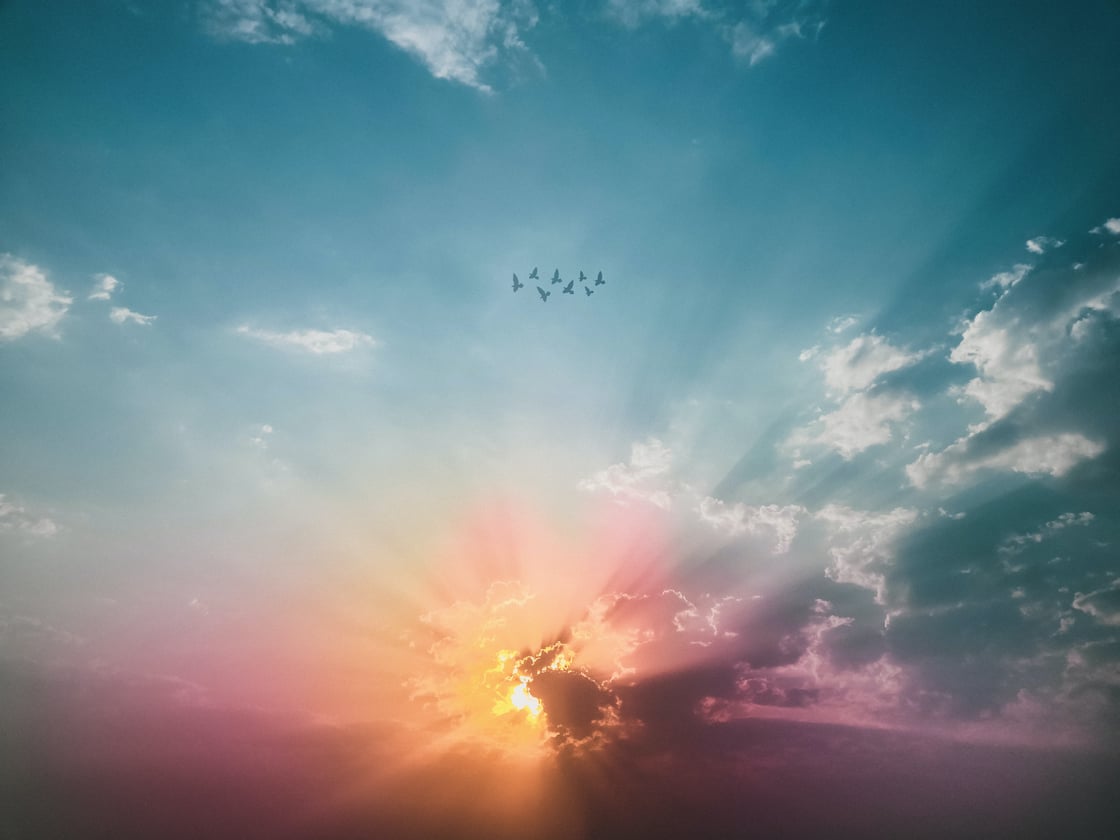 birds-in-sky-at-sunset