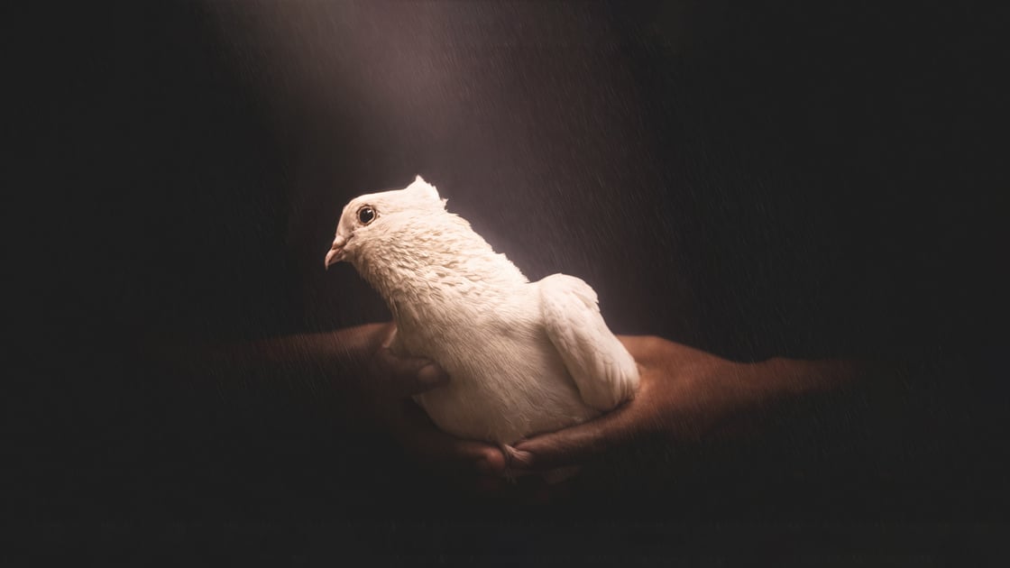 dove-in-hands