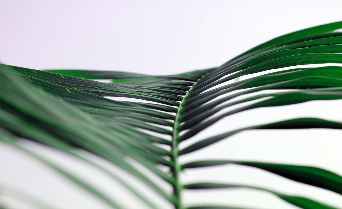 palm-branch