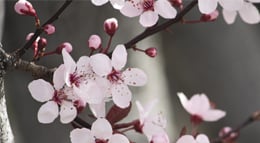 blossoms-on-a-tree-photo-by-MC-Kuzusko