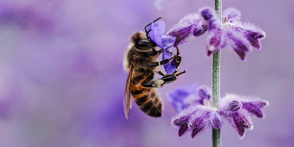 bee-flower-purple