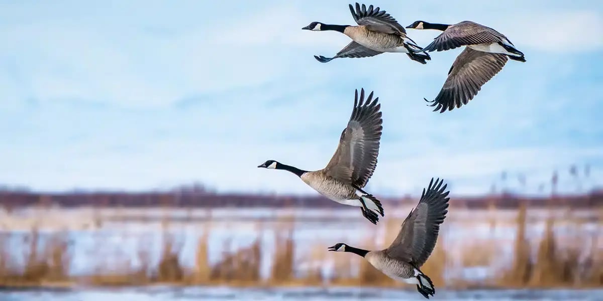 birds_sky_flying