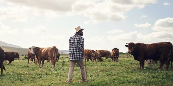 black-farmer-cows