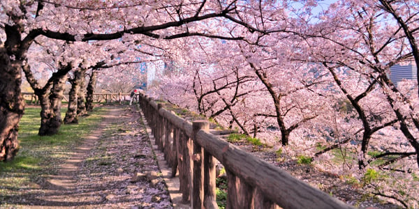 cherry-blossoms-japan