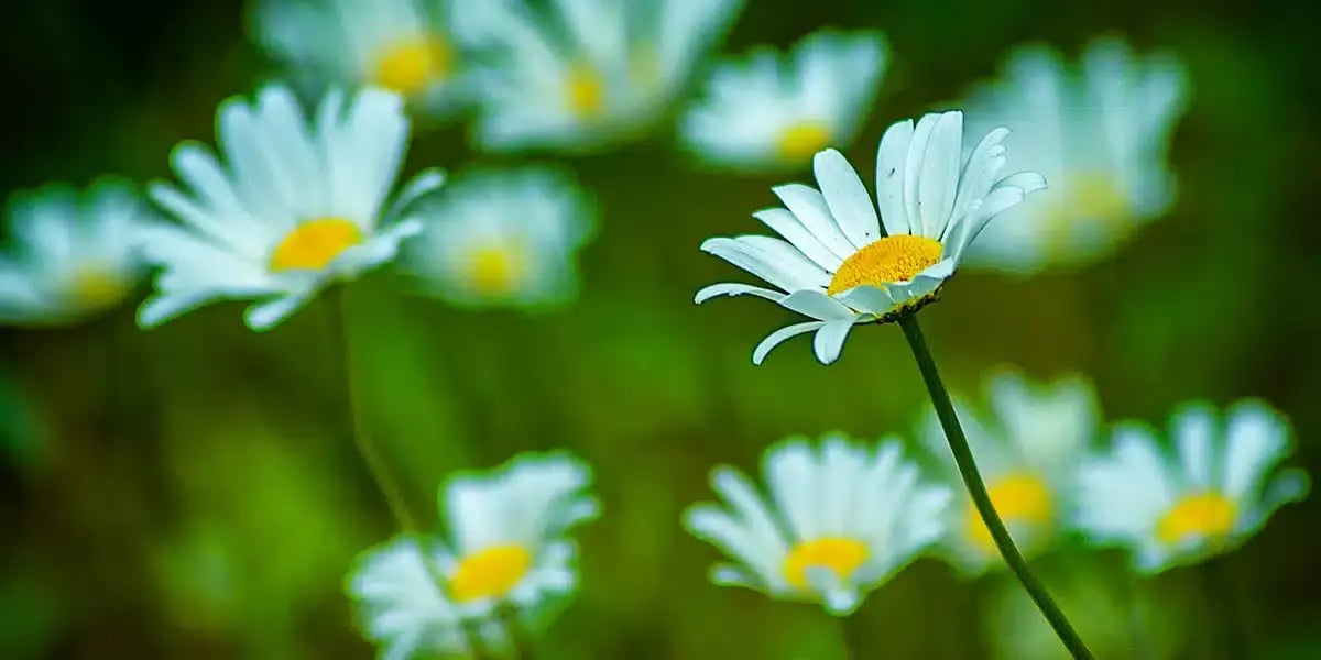 daisies_field_white