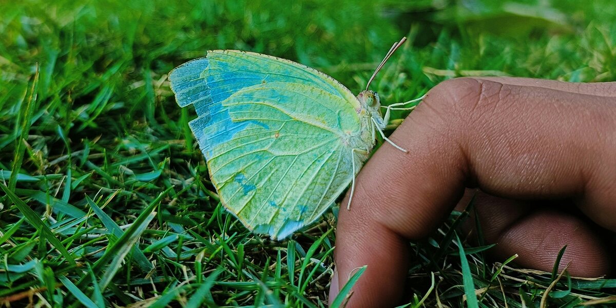 fingers_butterfly_green