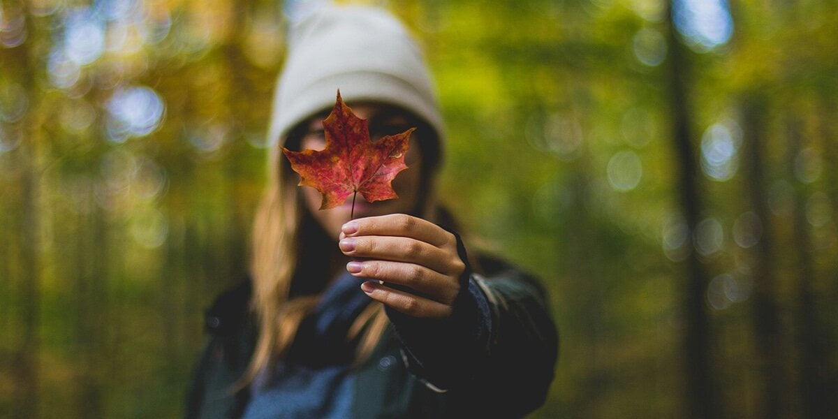 forest_trees_leaf