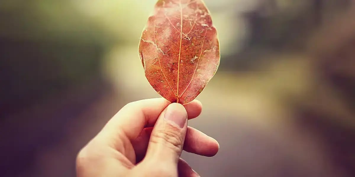 hand_red_leaf