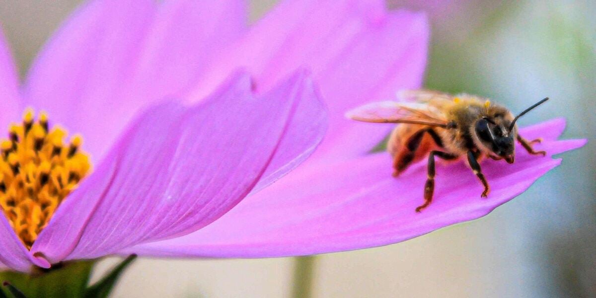 honeybee_flower_resting