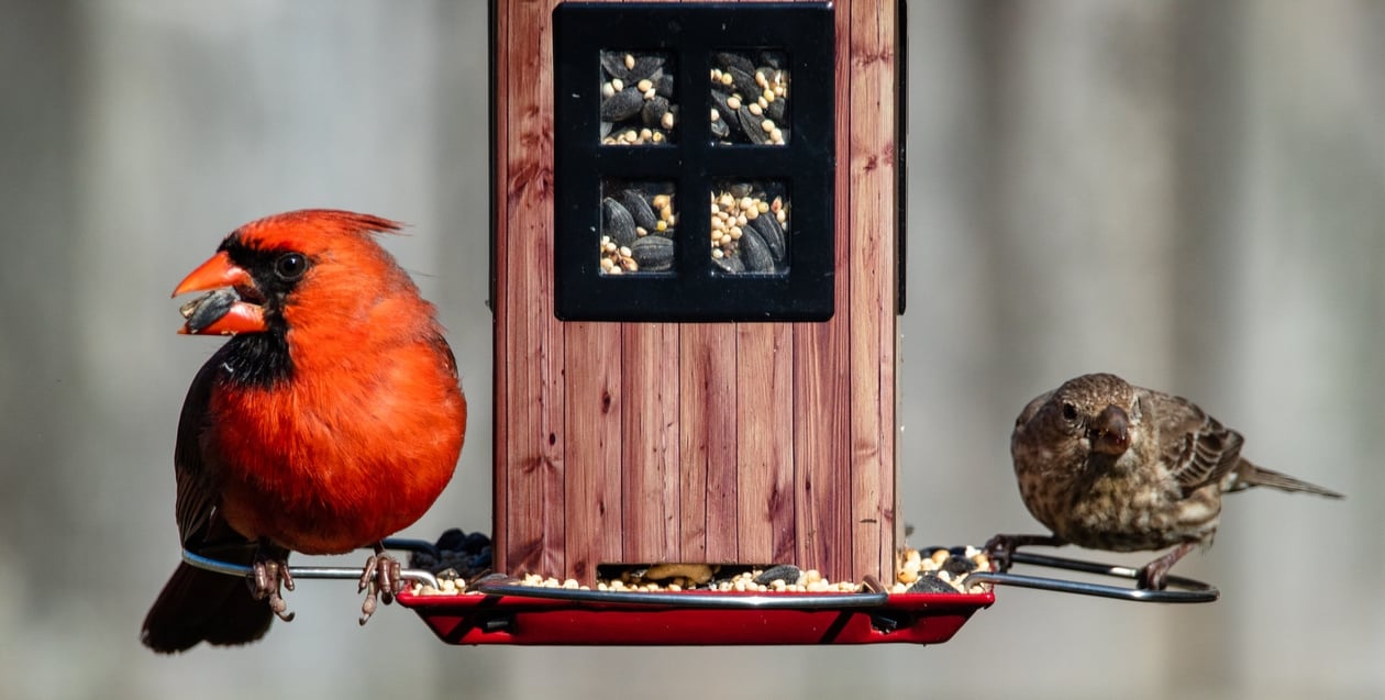 Birds eating at a bird feeder/photo by joshua-j-cotten from unsplash