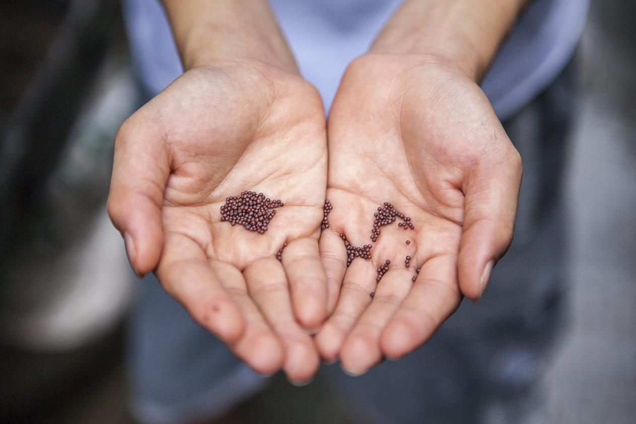 mustard seeds in cupped hands/Photo by joshua lanzarini from unsplash