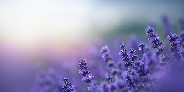 lavender-0130