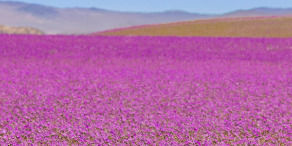 purple-flowers-chile