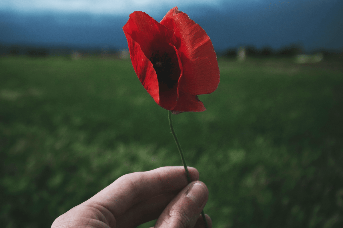 redpoppies