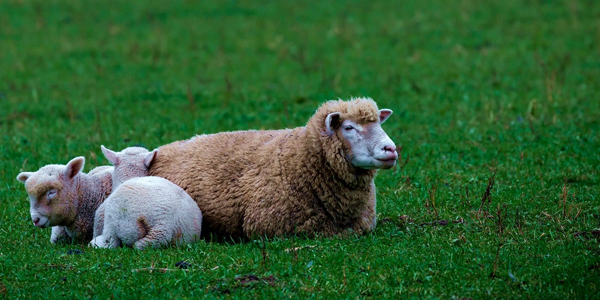 sheep_lamb_grass