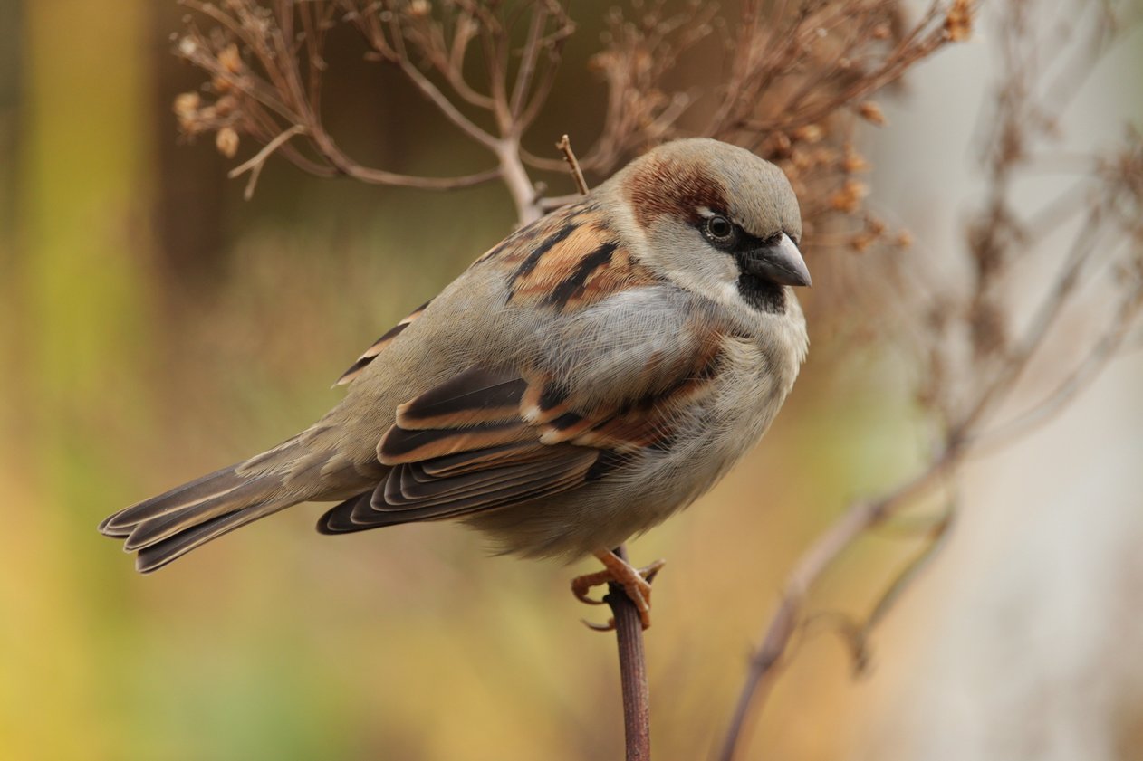 sparrow/Photo by Miri from Pexels