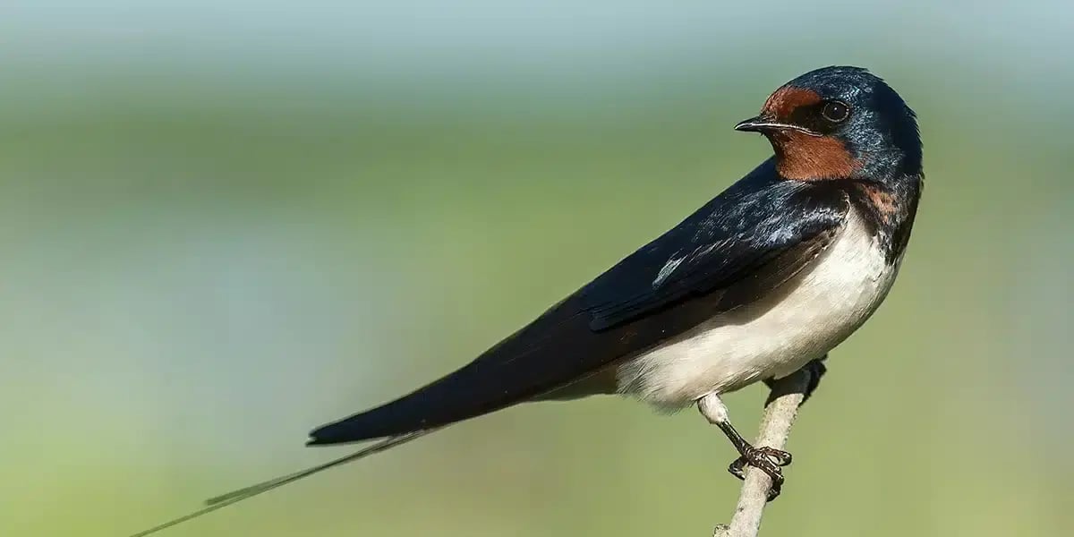 swallow_bird_sitting