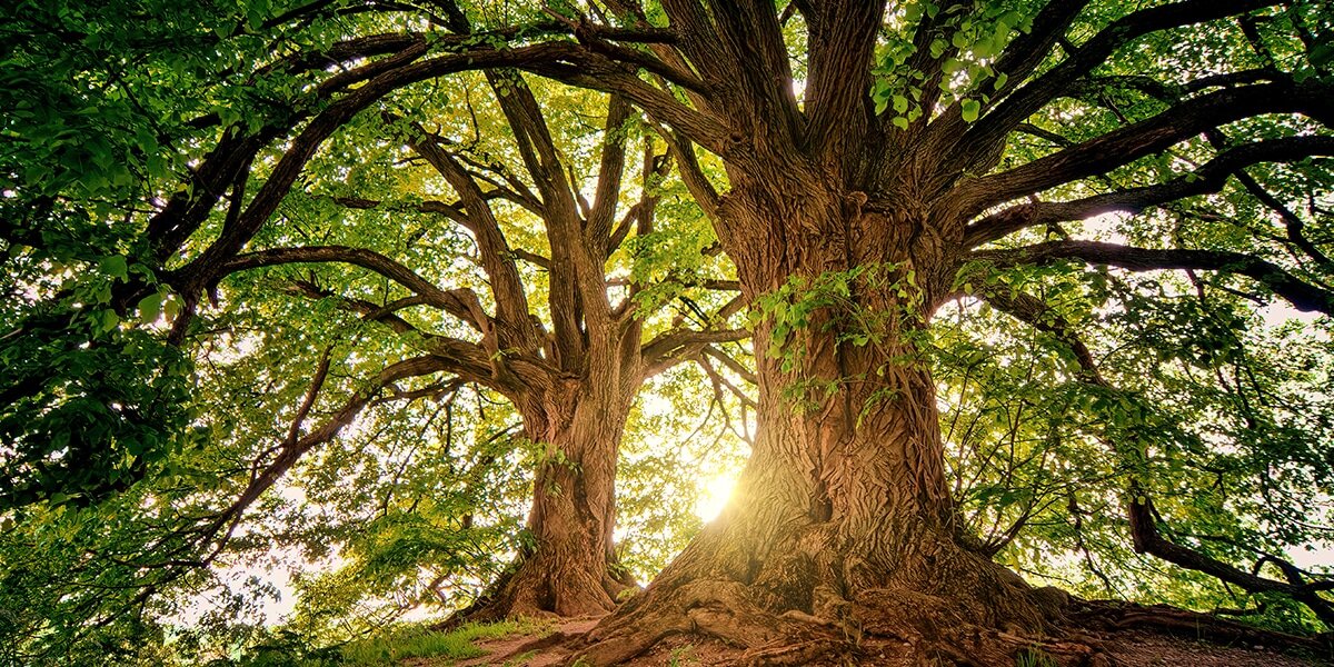tree_grove_old