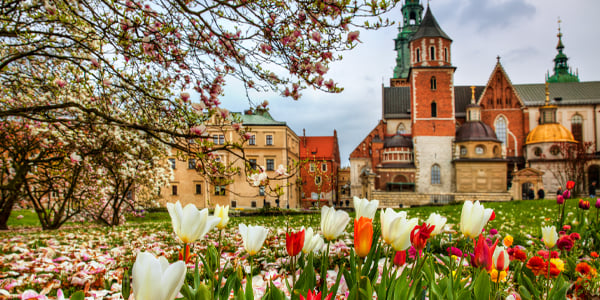 tulips-krakow-poland