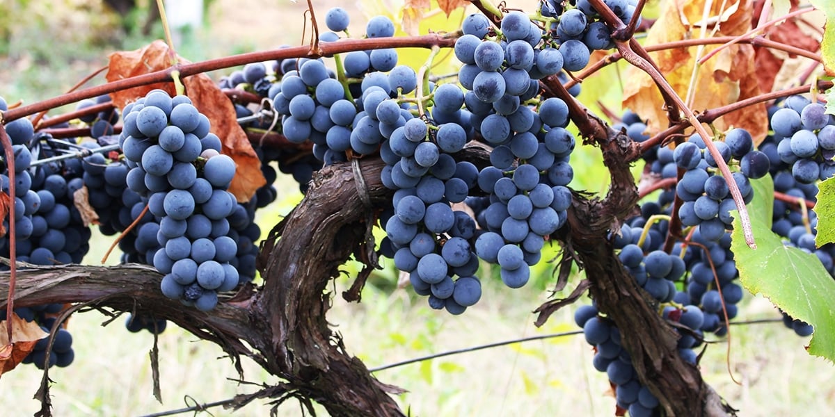 vine-grapes-blue