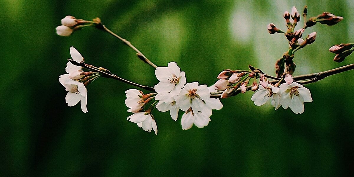 white_blooming_tree