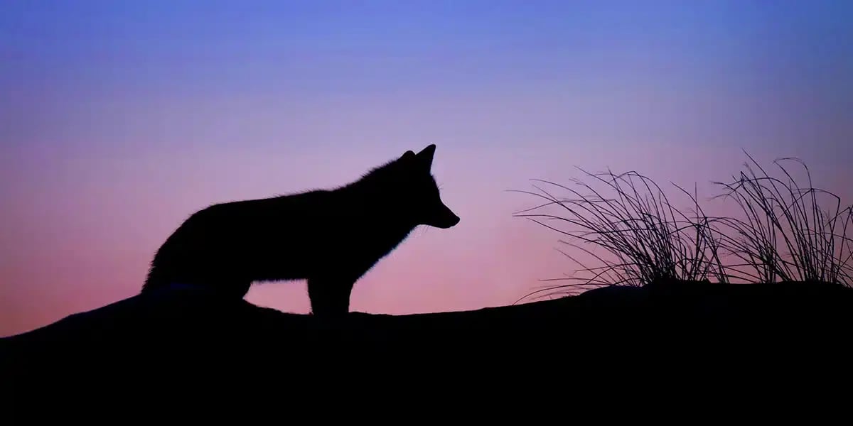 wolf_silhouette_sunrise