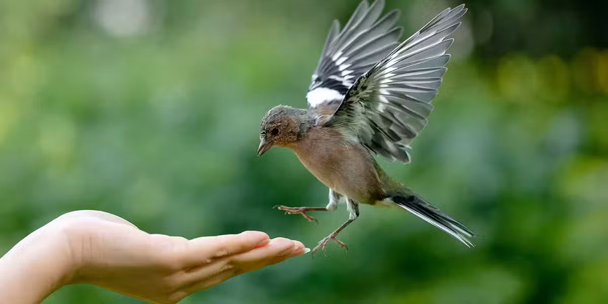 hand_bird_wings