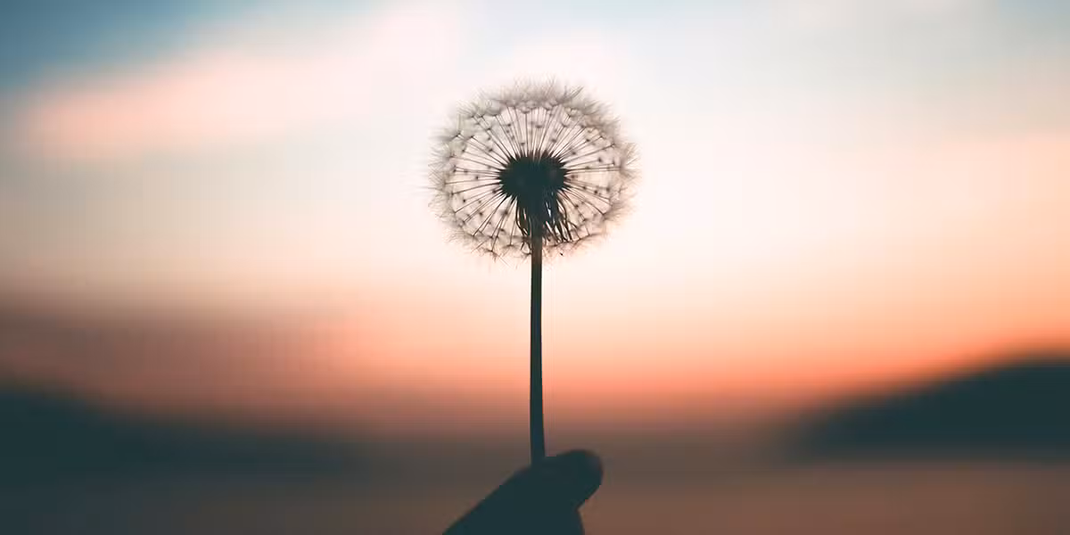hand_wheed_dandelion