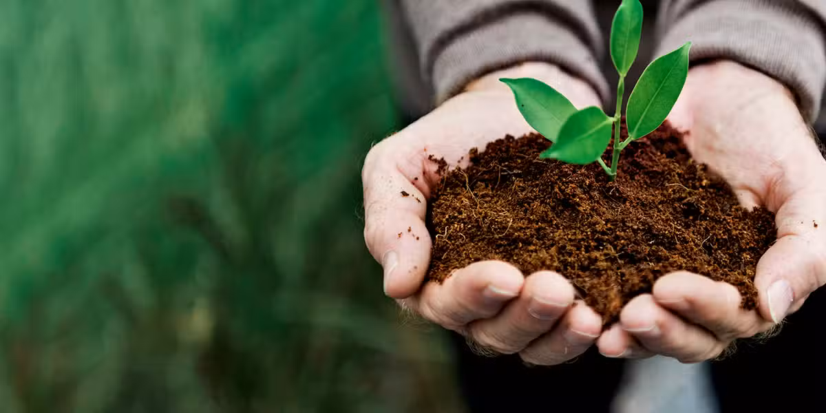 hands_dirt_plant