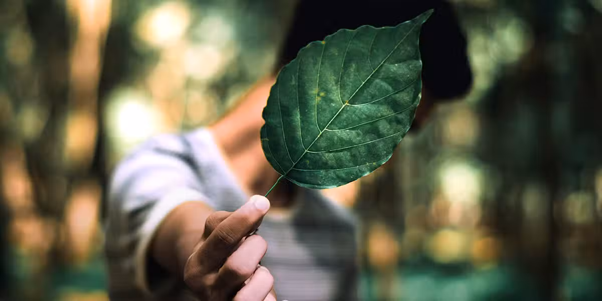 person_leaf_face