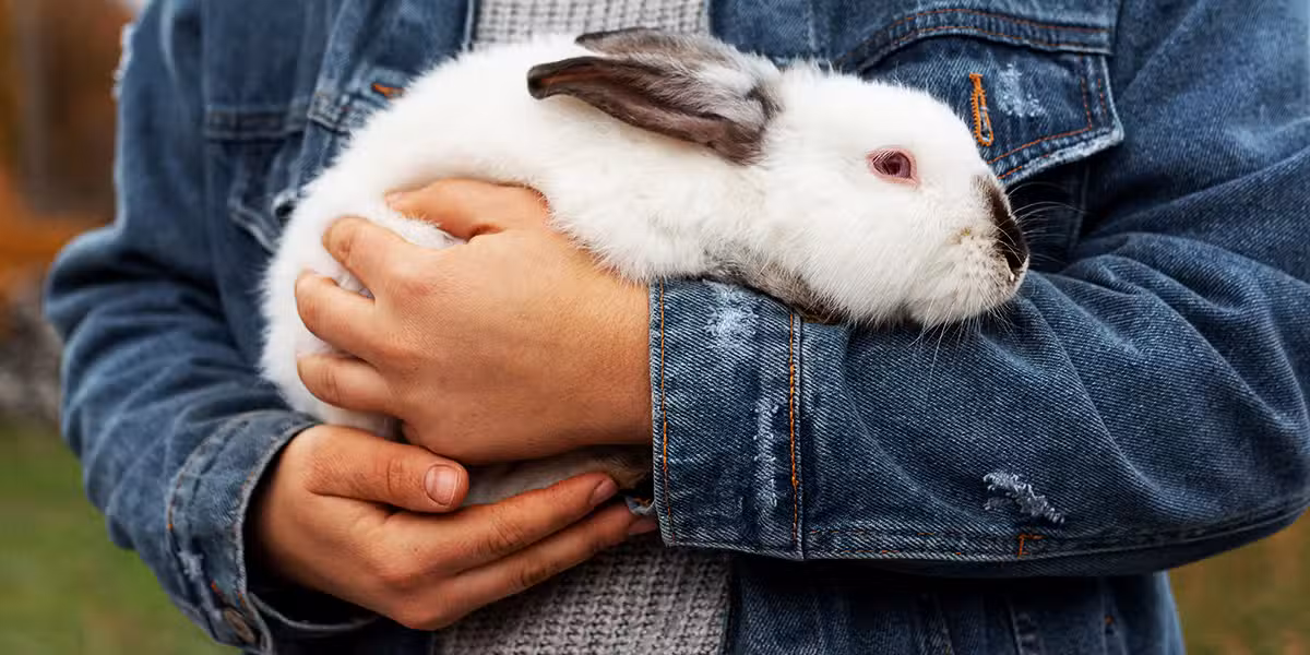 person_rabbit_arms