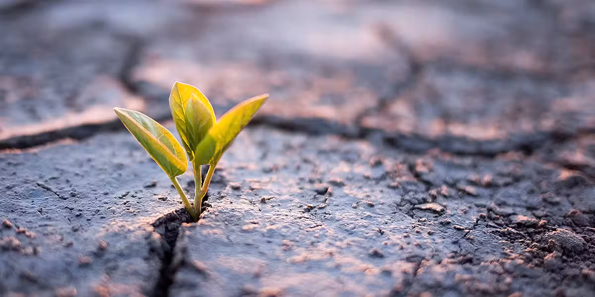 plant_desert_dry