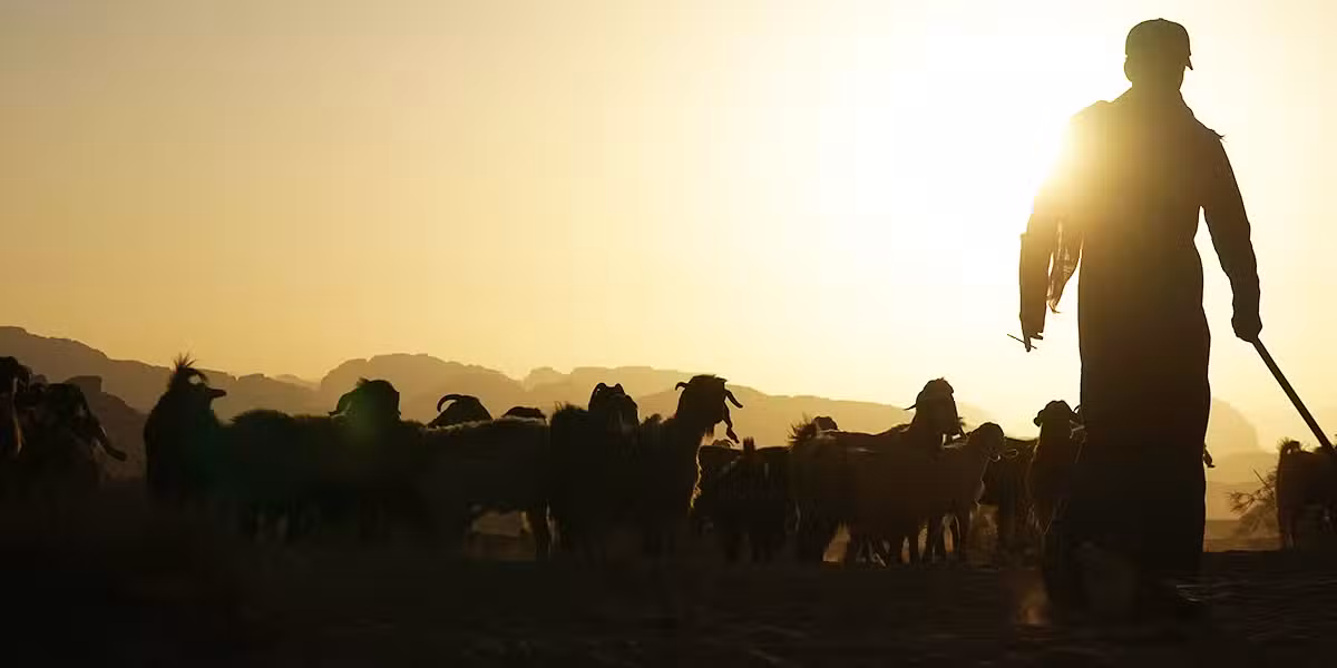 shepherd_flock_sheep