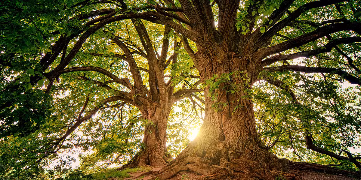 tree_grove_old